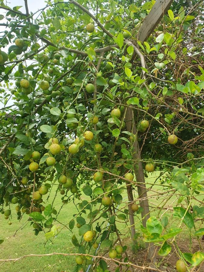 ג'ודפור Holiday Farm Jodhpur מראה חיצוני תמונה